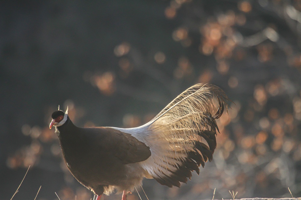 Brown Eared-Pheasant