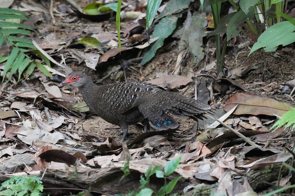 Hainan Peacock- Pheasant (F)