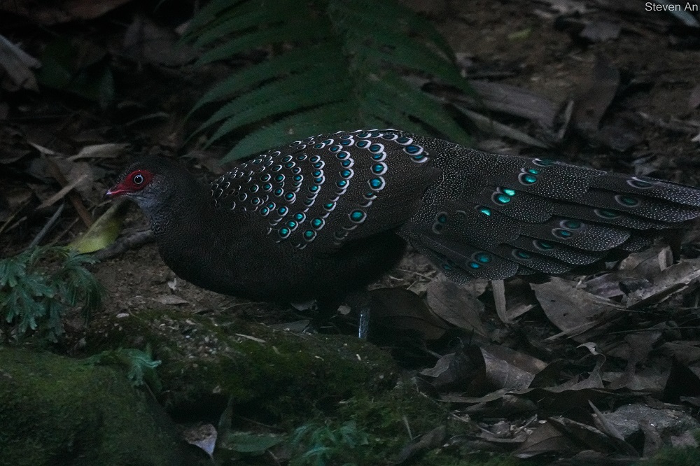 Hainan Peacock- Pheasant