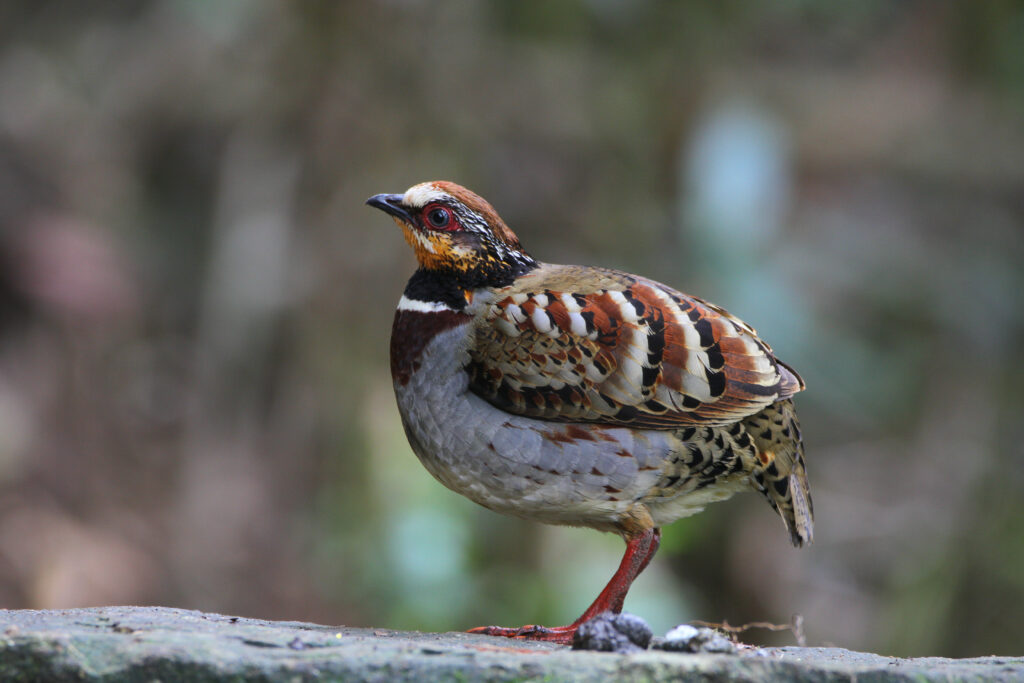 White-necklaced Partridge1