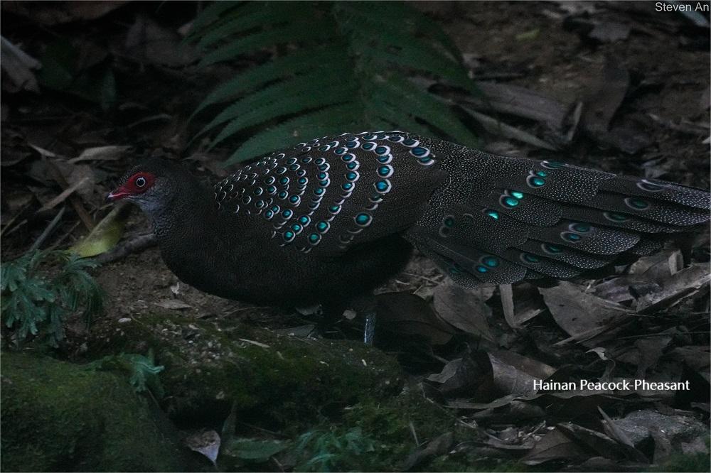 Hainan Peacock- Pheasant