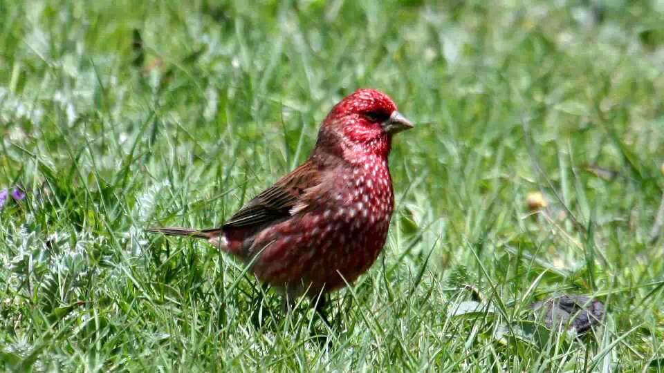 Great Spotted Rosefinch